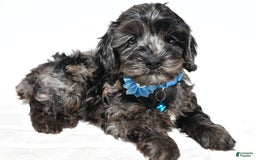 Cockapoo dogs for sale: Wanda - Image 4