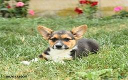 Welsh Corgi Pembroke dogs for sale: Pluto - Image 4