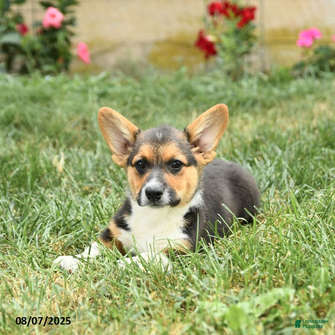 Welsh Corgi Pembroke dogs for sale: Pluto - Image 4