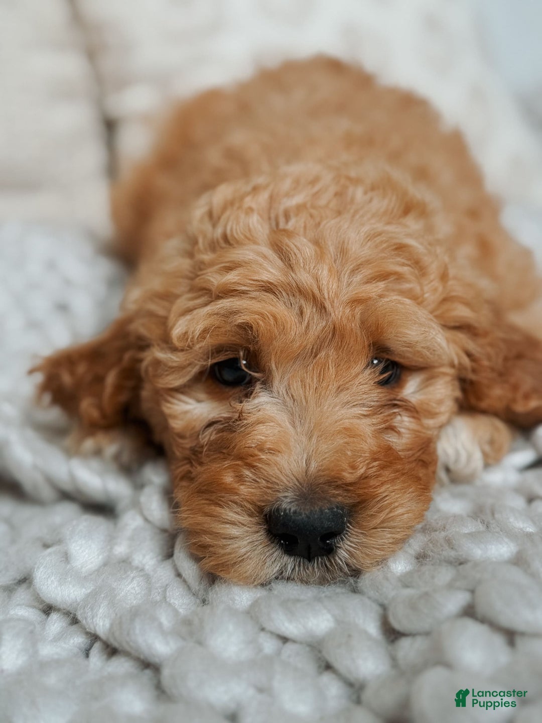 Goldendoodle dogs for sale: Chuck Bass - Image 1