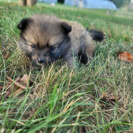 Pomeranian dogs for sale - Ad 5