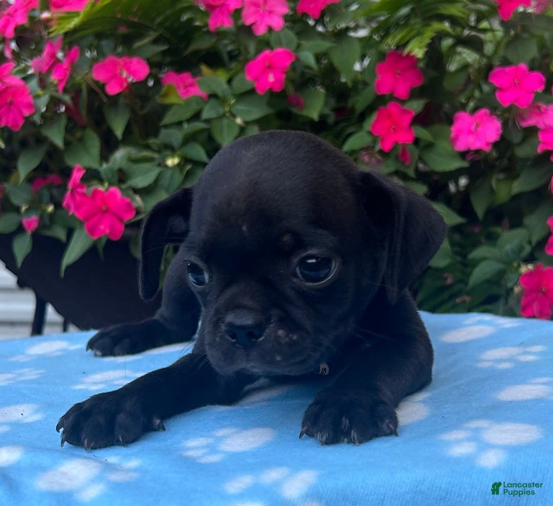 Puggle dogs for sale: Ellis - Image 5