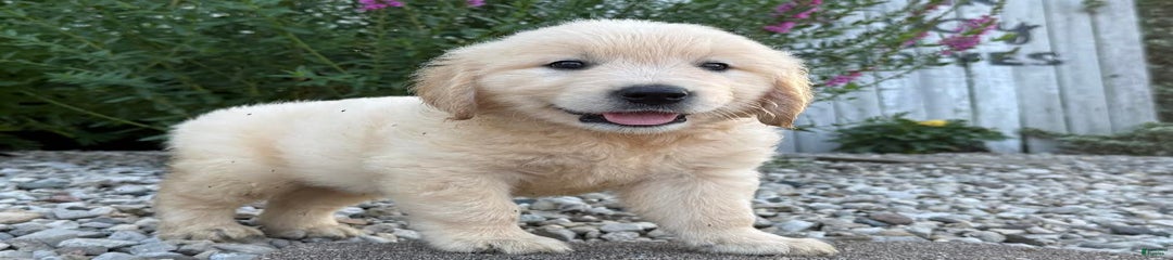 Tickles
