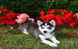 Siberian Husky dogs for sale: Chloe - Image 1