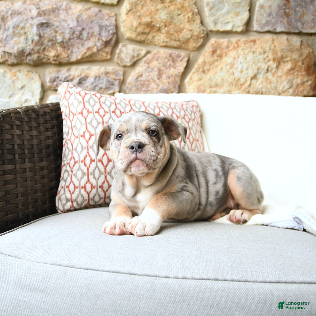 Olde English Bulldogge dogs for sale: Pearl - Image 1