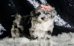 Maltipoo dogs for sale: Precious - Image 5