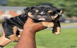 English Bulldog dogs for sale: Tank - Image 1