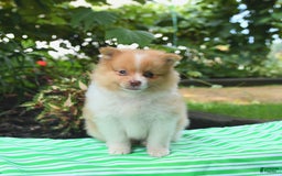 Pomeranian dogs for sale: Opie - Image 3