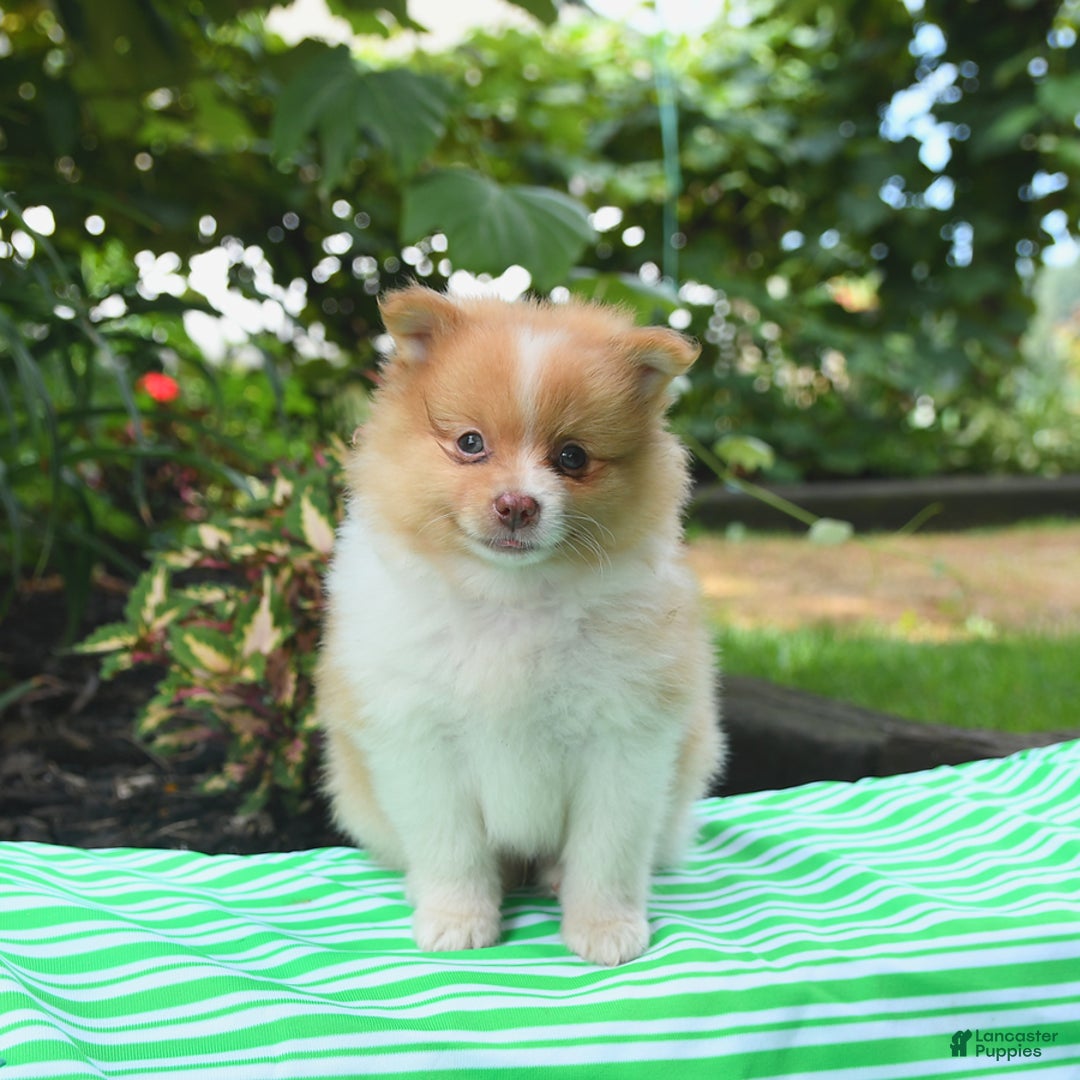 Pomeranian dogs for sale: Opie - Image 3
