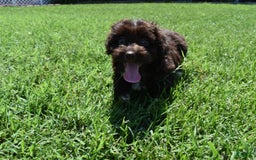 Havapoo dogs for sale: Annie - Image 13
