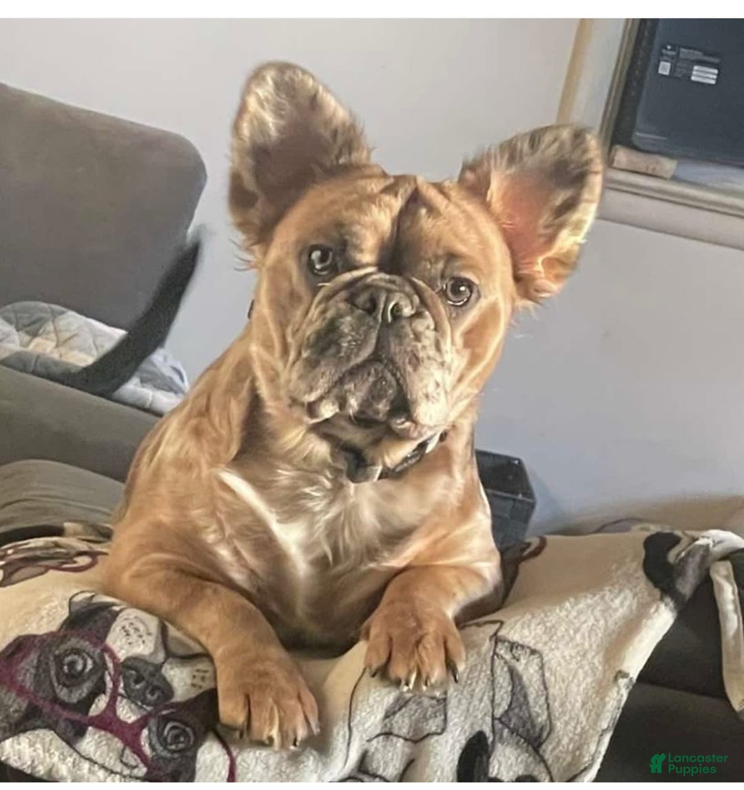 French Bulldog dogs for sale: Lilly - Image 11