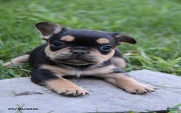 French Bulldog dogs for sale: French Bulldog 5 puppies - Image 12