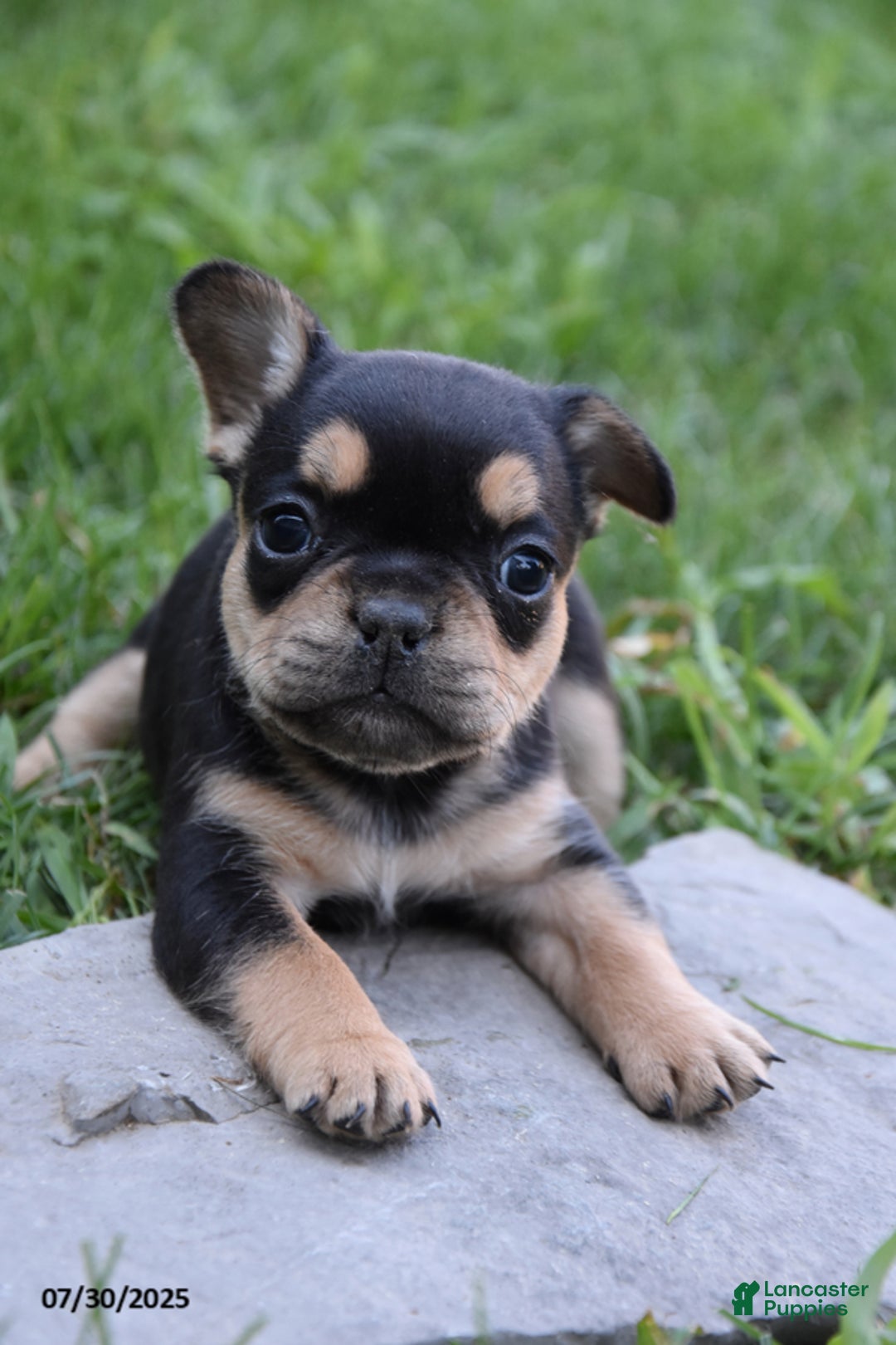 French Bulldog dogs for sale: French Bulldog 5 puppies - Image 12