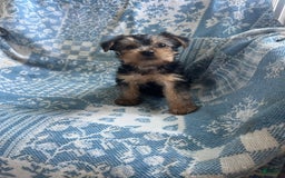 Yorkshire Terrier dogs for sale: Scotty - Image 1