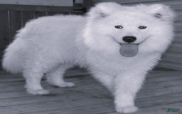 Samoyed dogs for sale: Diamond Male - Image 3