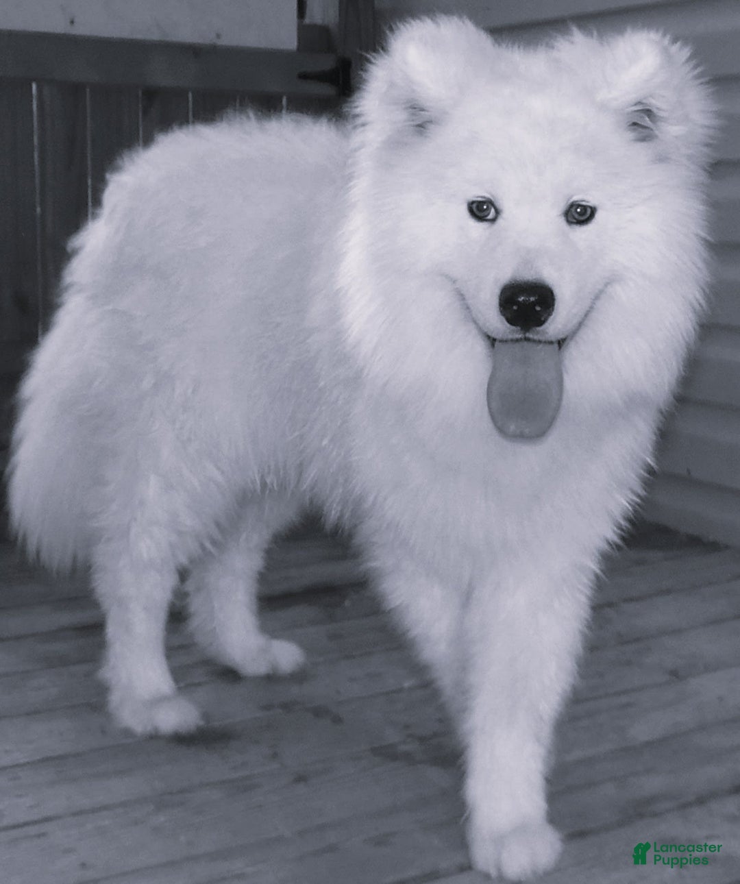 Samoyed dogs for sale: Diamond Male - Image 3