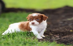 Toy Poodle dogs for sale: Cupcake - Image 7