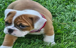 English Bulldog dogs for sale: Emmy - Image 3