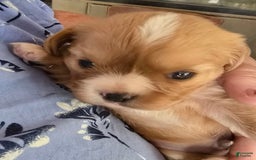 Cavalier King Charles Spaniel dogs for sale: Redford - Image 2