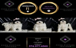 Cavapoo dogs for sale: Mindy - Image 2