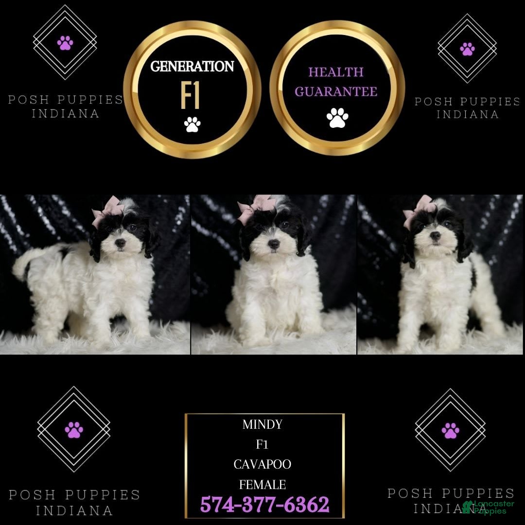 Cavapoo dogs for sale: Mindy - Image 2