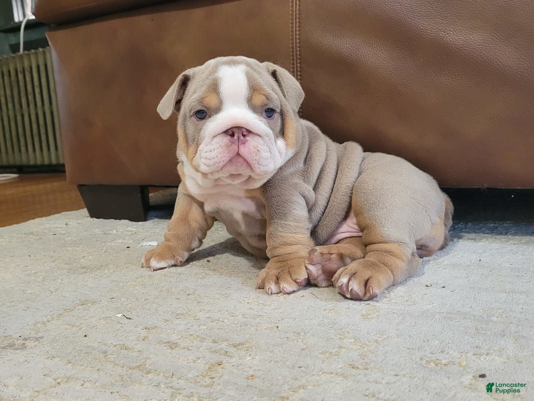 English Bulldog dogs for sale: Lexi - Image 5