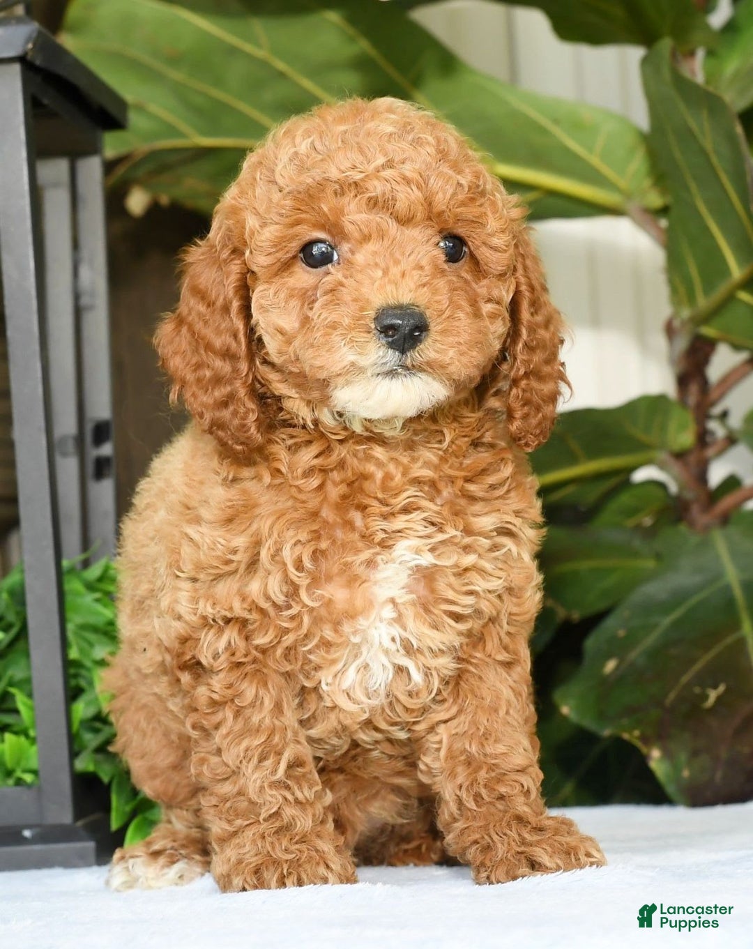 Mini Goldendoodle dogs for sale: Vance - Image 5