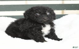 Havapoo dogs for sale: Abby - Image 3