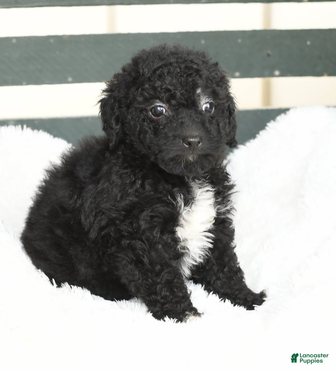 Havapoo dogs for sale: Abby - Image 3