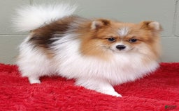 Pomeranian dogs for sale: Clark - Image 3