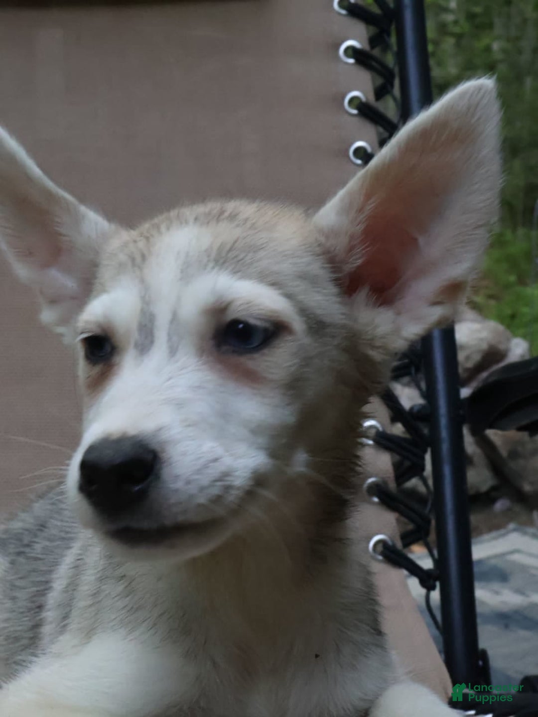 Gerberian Shepsky dogs for sale: Willy - Image 5