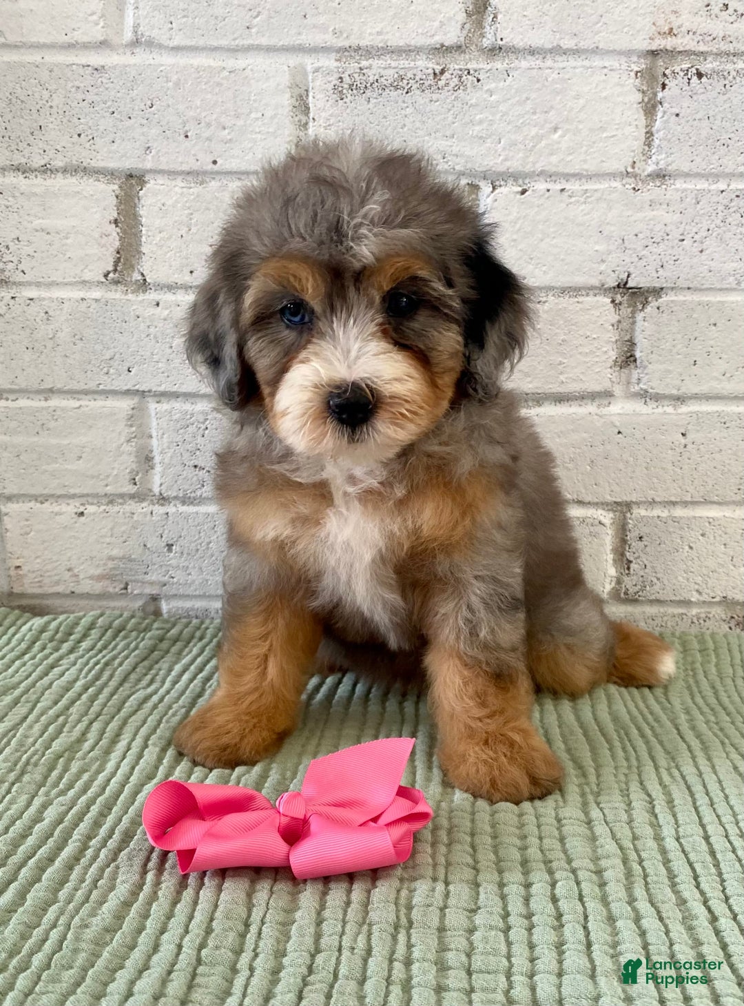 Bernedoodle dogs for sale: Annabel - Image 1