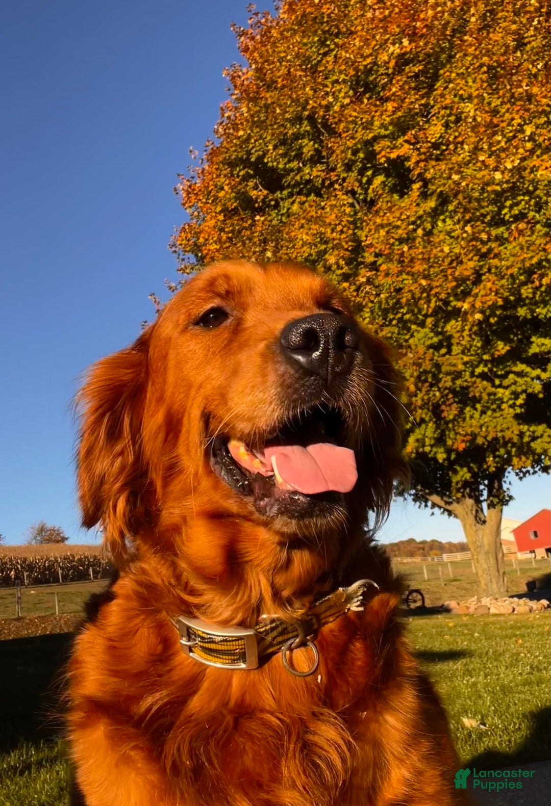 Golden Retriever dogs for sale: Amber - Image 18