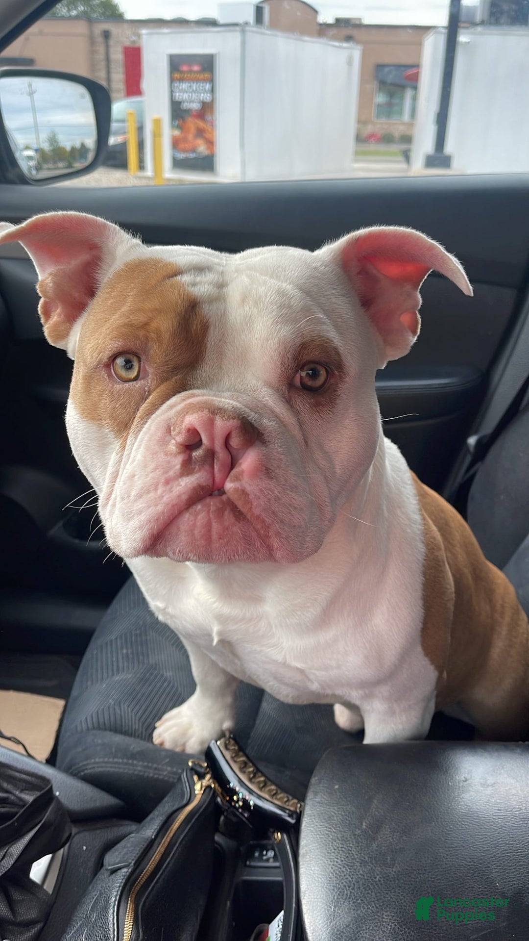 American Bully dogs for sale: Luna - Image 7