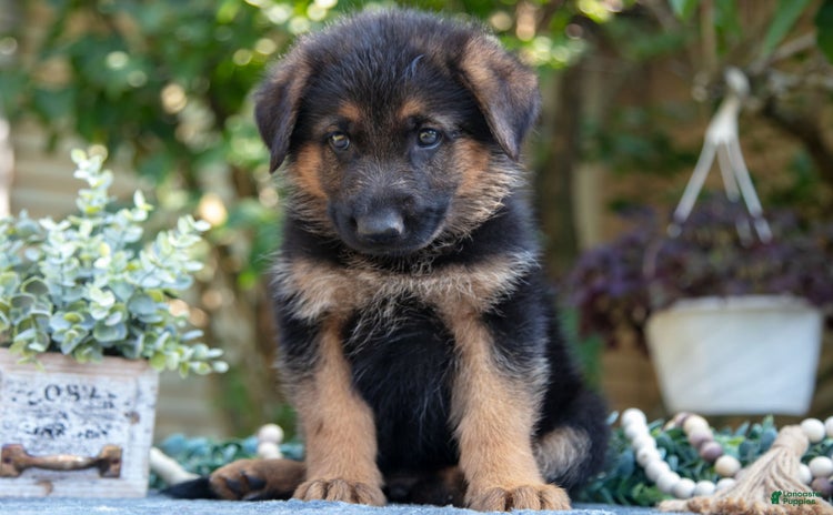 German Shepherd dogs for sale - Ad 3