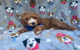 Cavapoo dogs for sale: Plankton - Image 2