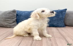 Mini Goldendoodle dogs for sale: Benny - Image 6