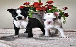 Boston Terrier dogs for sale: Lacey - Image 6