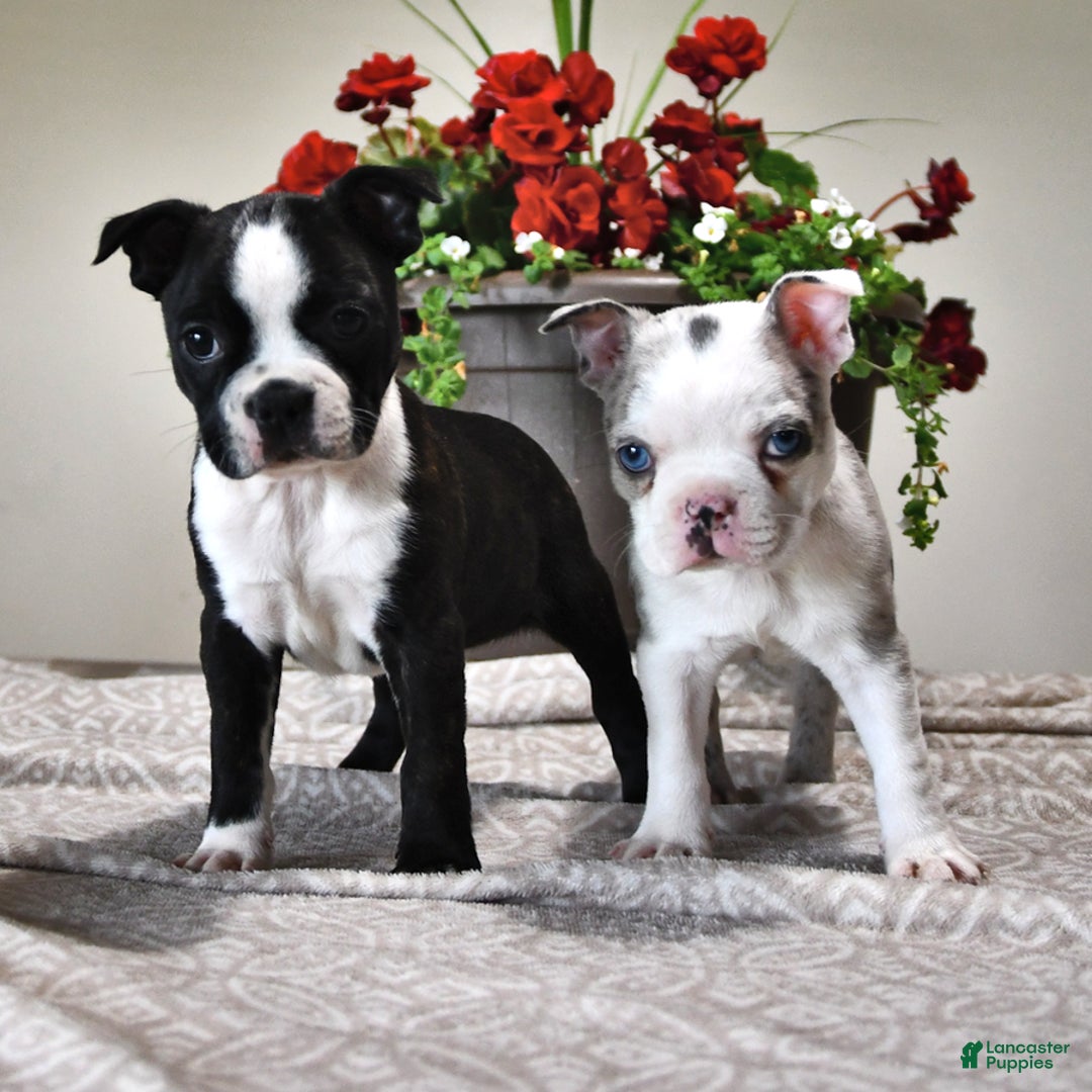 Boston Terrier dogs for sale: Lacey - Image 6