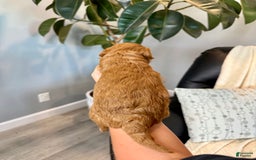 Mini Goldendoodle dogs for sale: Rose - Image 1