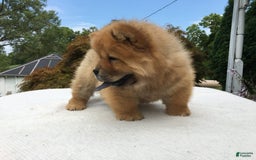 Chow Chow dogs for sale: SLM Red Female - Image 4