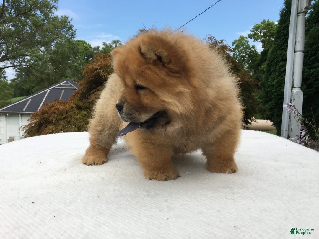 Chow Chow dogs for sale: SLM Red Female - Image 4