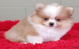 Pomeranian dogs for sale: Tinker - Image 1
