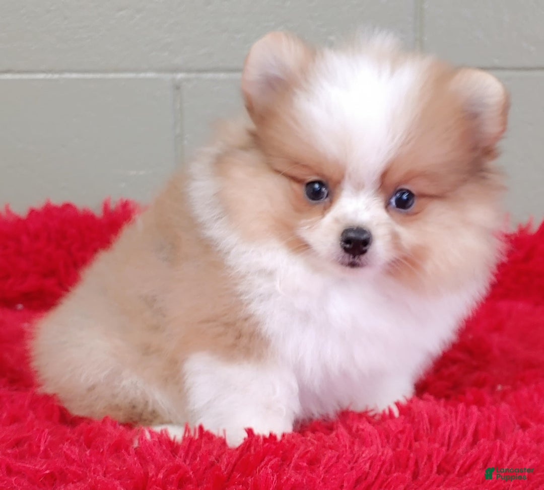 Pomeranian dogs for sale: Tinker - Image 1