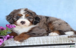 Mini Bernedoodle dogs for sale: Presley - Image 3