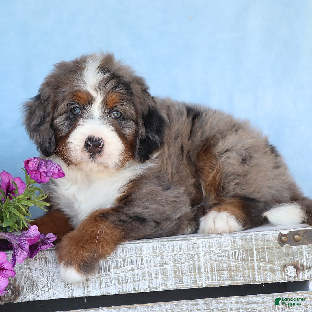 Mini Bernedoodle dogs for sale: Presley - Image 3