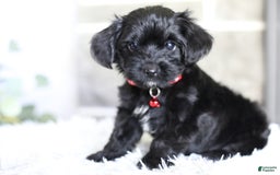 Yorkiepoo dogs for sale: Button - Image 3