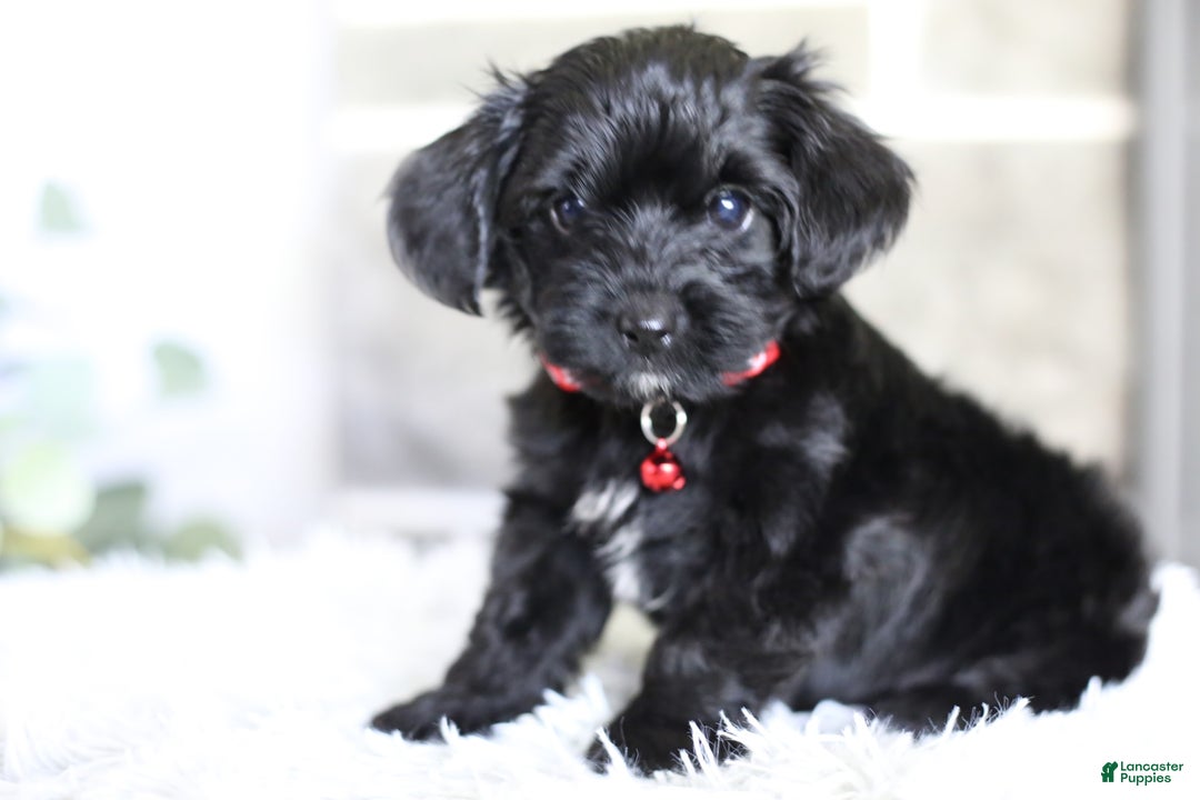 Yorkiepoo dogs for sale: Button - Image 3
