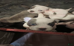 American Bully dogs for sale: Dobby - Image 3