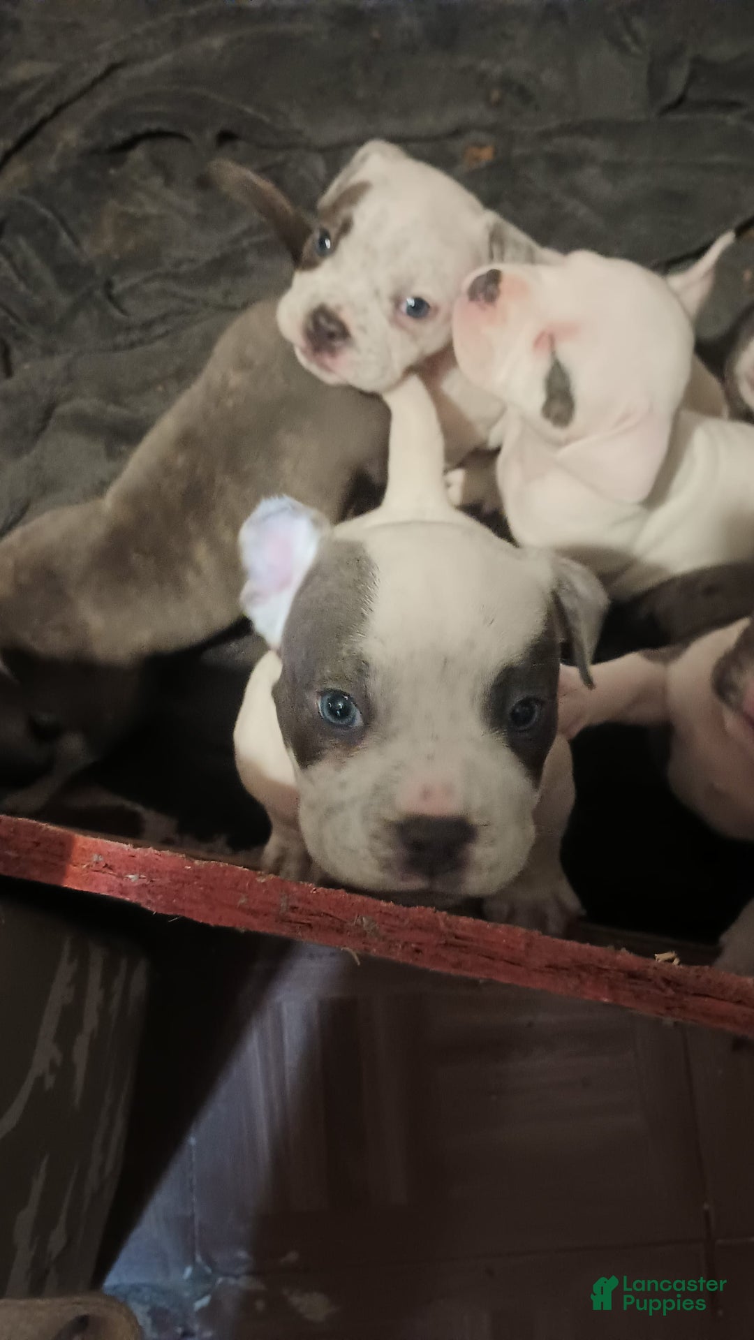 American Bully dogs for sale: Dobby - Image 3